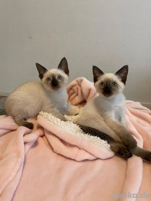 Reinrassige Siam Kitten 