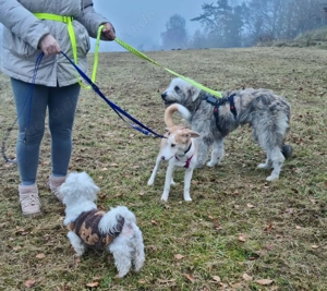 Even - sanfter Wuschel-Riese