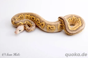 1.0 Super Pastel Fire Stranger Clown 