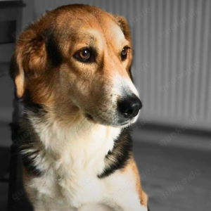 Klara - Familienhündin 