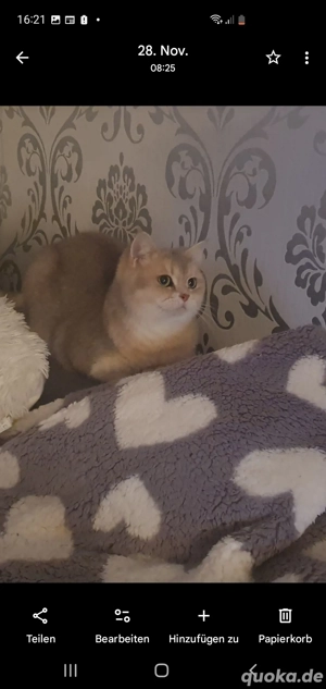 Suche liebevolles Frauchen oder Herrchen