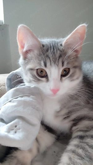 Türkisch Angora-BKH Mischlinge 