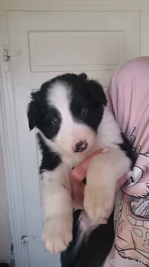 Border Collie Australien Shepherd Mix 