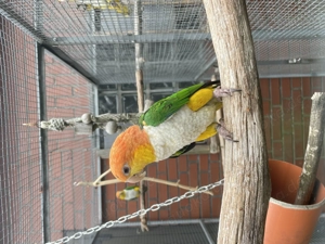 Rostkappen Papageien Paar 