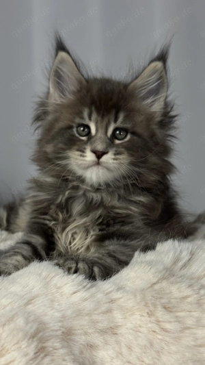 Maine Coon Kätzchen aus professioneller Zucht