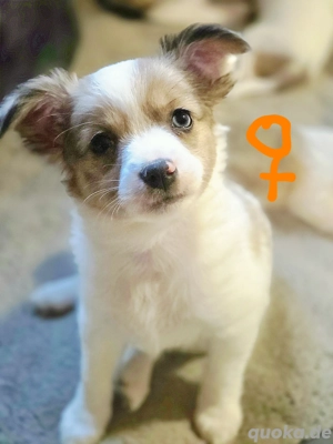    Chihuahua Welpen *Vier Hände voll Leben*