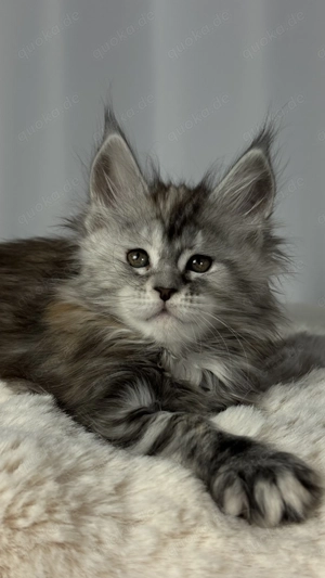 Maine Coon Kätzchen aus professioneller Zucht