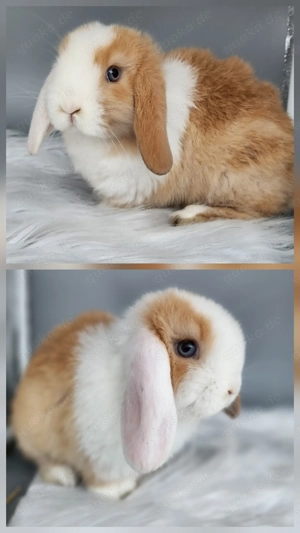 Minilop Lionlop Zwergkaninchen Kaninchen Widder 