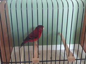 Kapuzenzeisig x Kanarien Mischlinge 