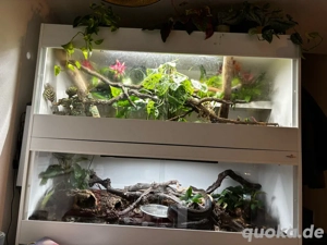 Ich nehme Schlangen auf!