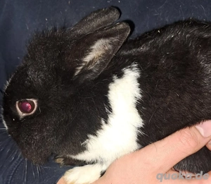 Löwenkopf kaninchen 