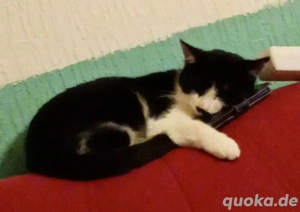 Haus katze  dringend 