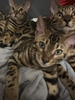Reinrassige Bengalkatzen (ohne Stammbaum) abzugeben
