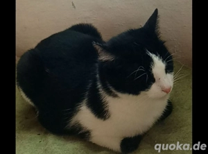 Hauskatze  dringend abzugeben       