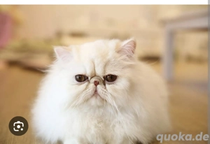 Suche Perserkatze 