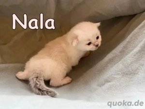 Maine Coon Mix Kätzchen