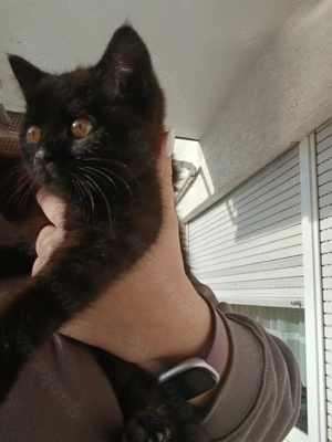 Bkh Katze zu verkaufen reinrassig schwarzbraun