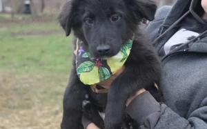 Prachtkerl Moritz sucht seine Menschen