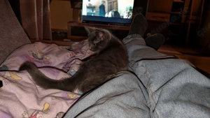 Geisterkater liebevolle Hände abzugeben! 