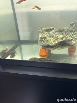 Aquarium und Fische zu verkaufen  Bild 2