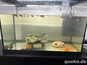Aquarium und Fische zu verkaufen 
