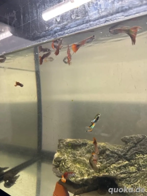 Aquarium und Fische zu verkaufen  Bild 3
