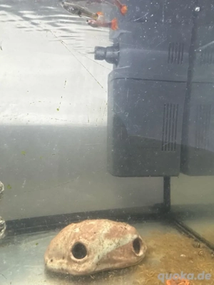 Aquarium und Fische zu verkaufen  Bild 4