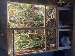 Jemenchamäleon männlich mit Terrarium