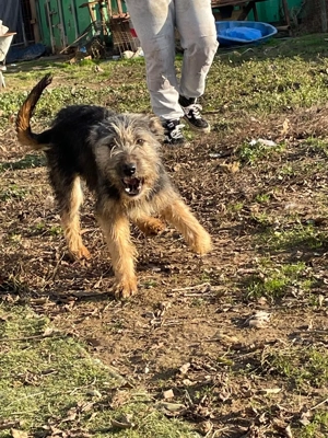 Algo, z.Zt. in Ungarn, ist ein tolles rauhaariges Mädchen