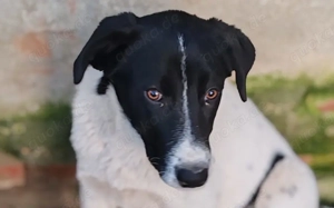 Herzenshündin Romsi sucht ein Zuhause