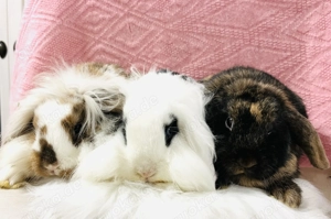 Lionloop Minilop Zwergwidder Zwergkaninchen Babys