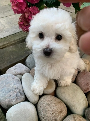 Bologneser Welpe, reinrassig, ähnlich wie Malteser, Bichon Frise, Bolonka
