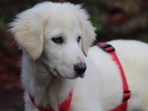 Tanit sucht sein Zuhause