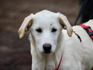 Tabu sucht ihr Zuhause