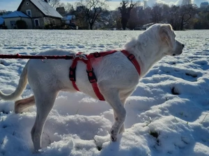 Sophie sucht ihr Zuhause