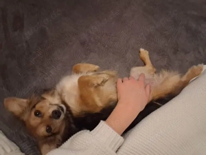 Piccola sucht ihr Zuhause