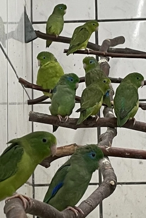 Augenring-Sperlingspapageien