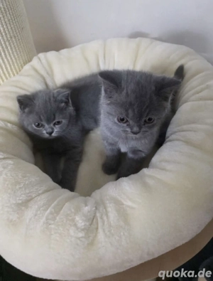 BKH Britisch Kurzhaar Kitten