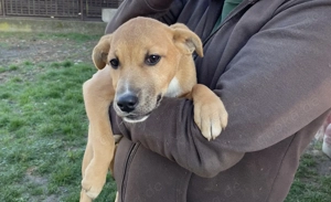  Silvia, z. Zt. in Ungarn, ist ein typischer Welpe