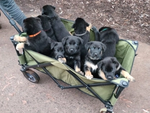 Schäferhund Welpen vom Urtyp