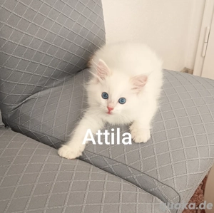 Kitten Reinrassige Ragdoll mit Stammbaum 