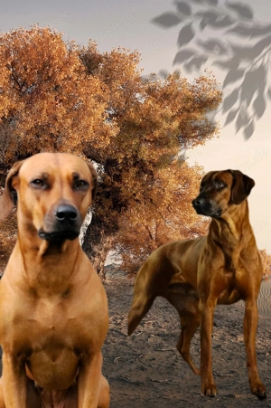 Rhodesian Ridgeback Welpen 