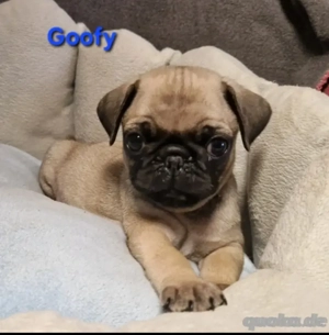 mopswelpen m. Ahnentafel dürfen umziehen