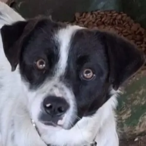 Skittles, geb. ca. 12 2023, lebt in GRIECHENLAND, auf einer privaten Pflegestelle