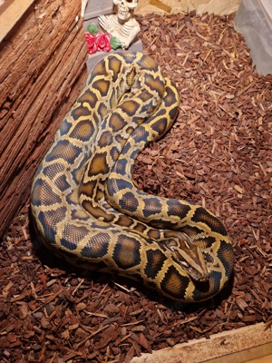 Dunkler Tigerpython (Python Bivittatus)