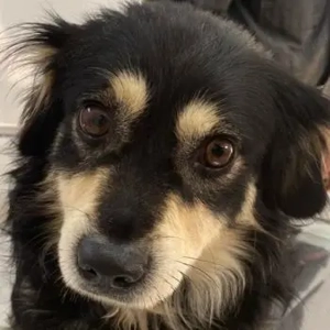 Wilhelm, geb. ca. 06 2023, lebt in GRIECHENLAND, auf einer privaten Pflegestelle