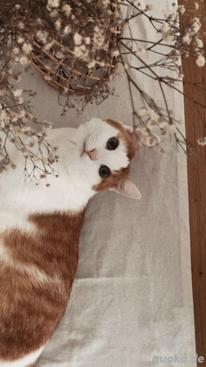 Deckkater sucht Katze