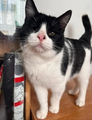 Daredevil Kleiner Teddybär sucht Familie zum Kuscheln