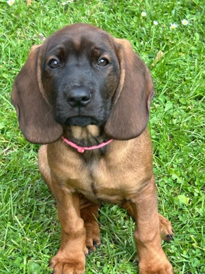 Bayrische Gebirgsschweißhund Welpen zu verkaufen