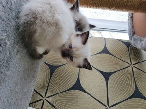 Super anhängliche Ragdollmädels in cinnamon